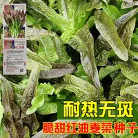 【全店满5包包邮】甜脆红油麦菜种子 抗热无斑紫红油麦菜种籽 阳