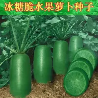 【全店满5元包邮】冰糖水果萝卜种子生吃脆甜农家四季播种阳台盆