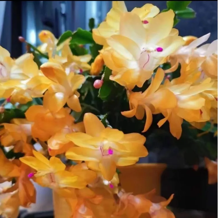 【黄金索菲亚】进口蟹爪兰四季开花阳台多肉绿植花卉盆栽室内带花苞