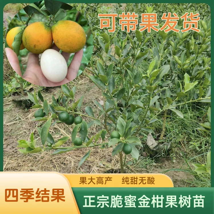 【可带果发货】第三代脆蜜金桔苗四季结果大金桔树苗脆蜜金柑果树苗