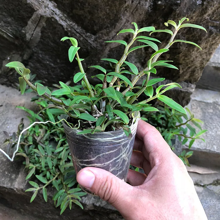 盆栽铁皮石斛苗【2年苗】红杆铁皮石斛苗盆栽枫斗苗雁荡山石斛苗