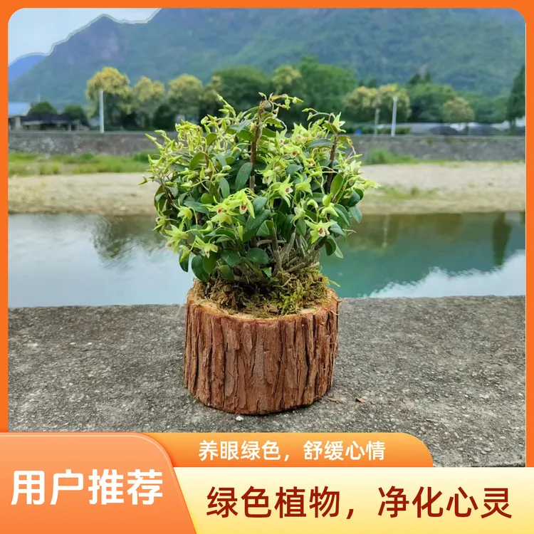 斛森堂铁皮石斛带木桩种好室内绿植红杆软脚可切食用开花