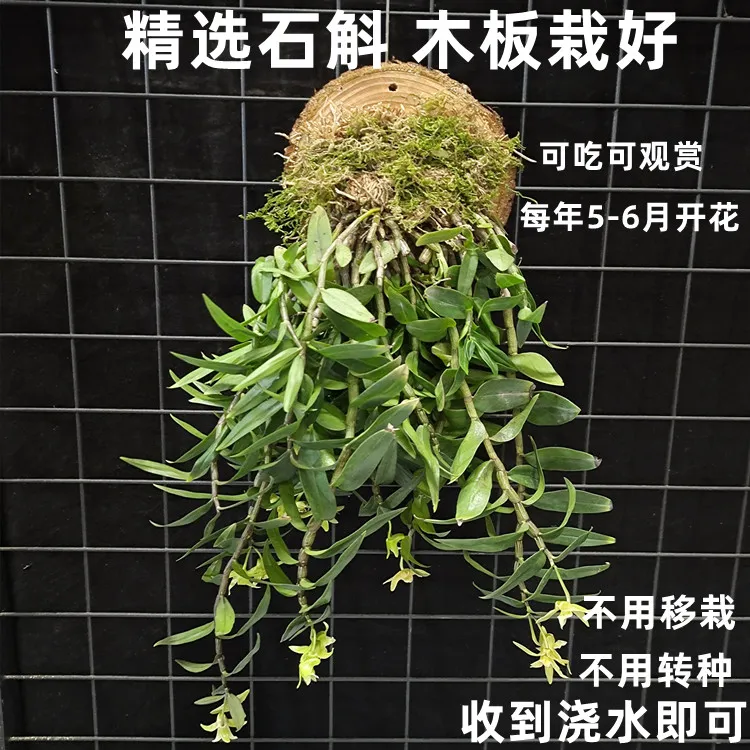 斛森堂铁皮石斛带木板 绿植花卉室内盆栽可食用观赏4-6月花