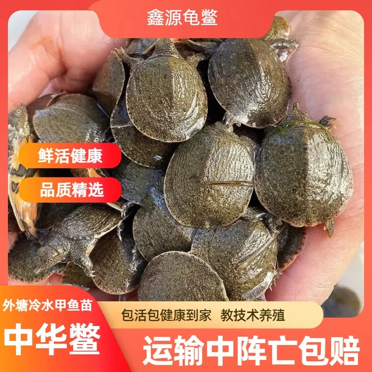 福利价甲鱼苗新出壳苗外塘冷水养殖小甲鱼鲜活甲鱼苗团鱼苗生态鳖