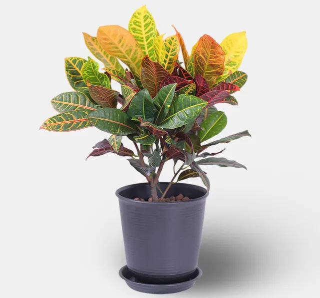 变色龙七彩变色木老桩盆栽变色龙家养七彩变叶木客厅绿植花卉盆景