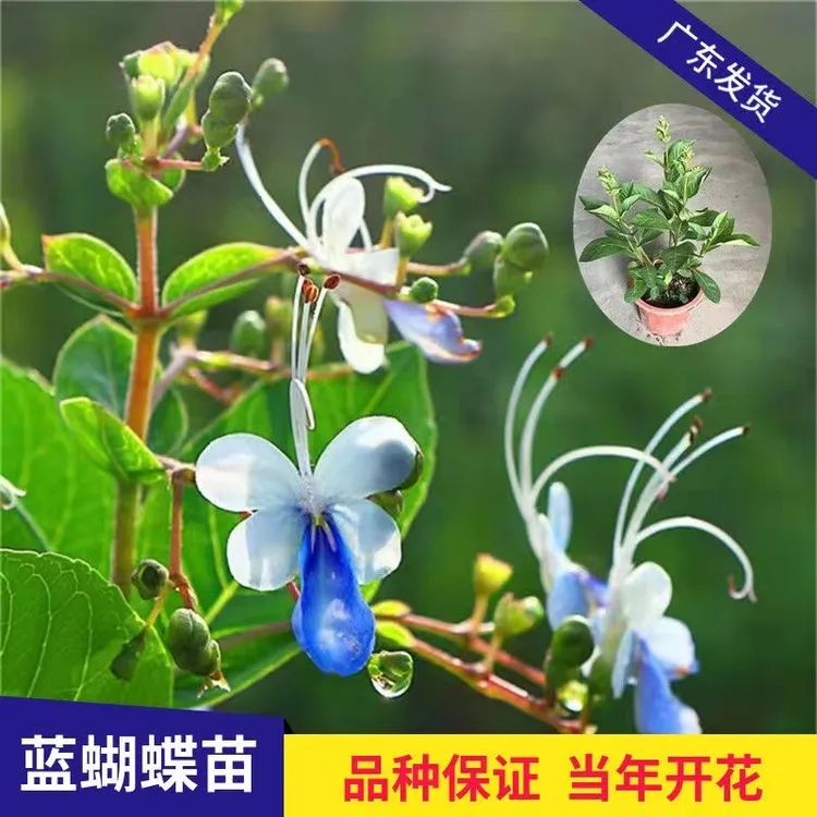 蓝蝴蝶花苗阳台盆栽花卉植物蝴蝶兰四季开花蓝色奇特花朵易养好活