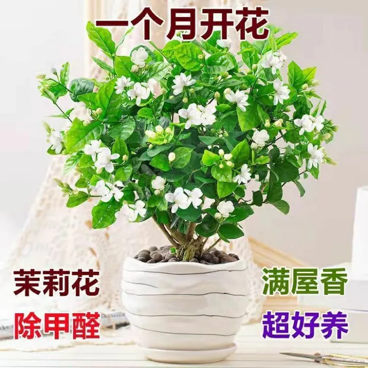 重瓣茉莉花盆栽地栽清香型好养活室内外阳台植物花卉驱蚊净化空气
