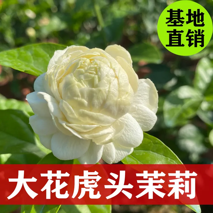 虎头茉莉花苗重瓣阳台室内庭院种植绿植茉莉花苗盆栽花卉清香芳香