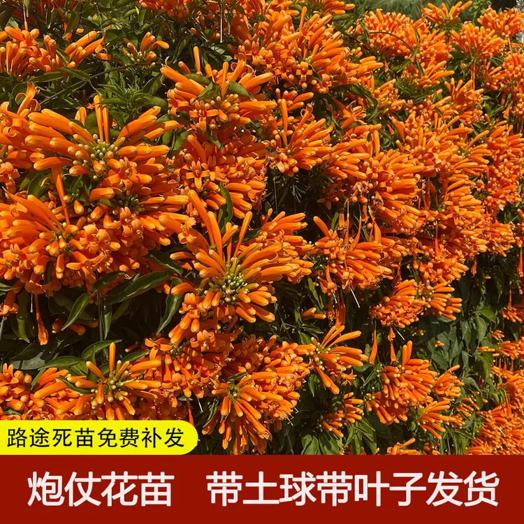 爬藤植物炮仗花苗盆栽四季常绿爬藤植物攀爬植物庭院围墙垂吊花苗