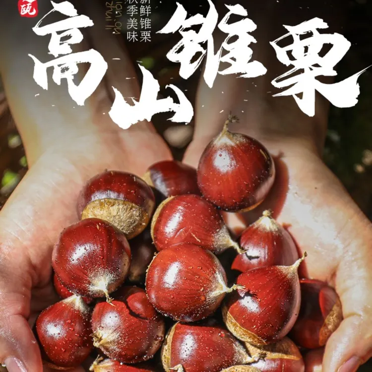 建瓯高山锥栗油栗板栗3斤5斤装【坏果包赔】