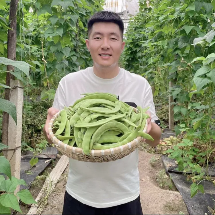 【5斤净重】东北马掌油豆角新鲜采摘肉厚豆小
