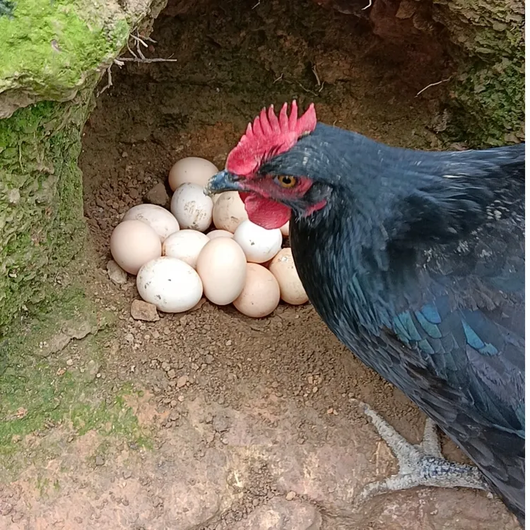 {100个】湖南石门土鸡蛋农家散养正宗农产品营养健康好吸收新鲜