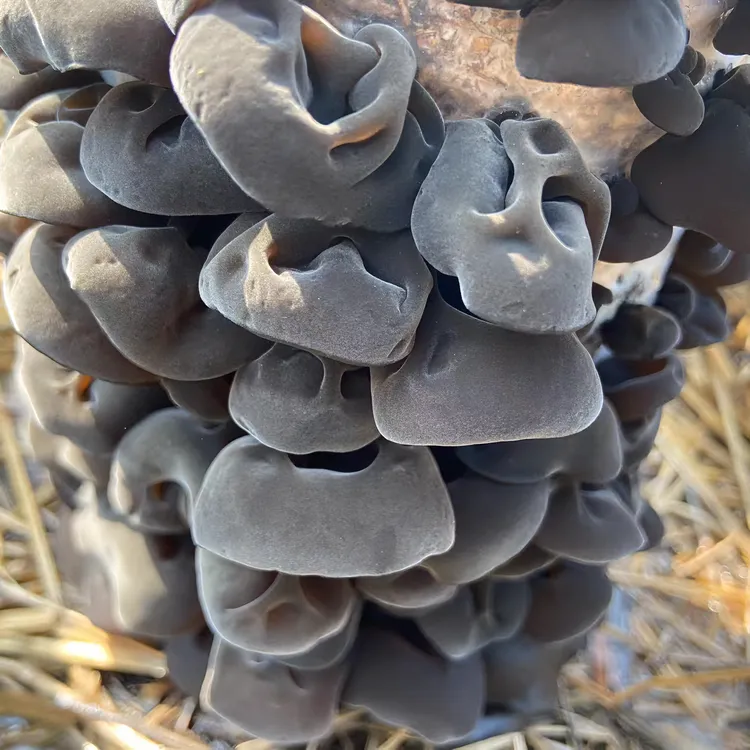 2025年黑龙江木耳农户自产自销（木耳干货 头茬 软糯Q弹 干净无根）