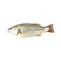鲜活 精养200天厚背鲈鱼 400-500g/条