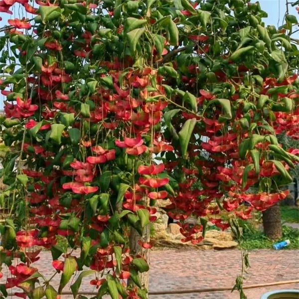 金丝吊蝴蝶名贵稀有品种抗冻耐寒耐高温好养易活又名摇钱树发财树