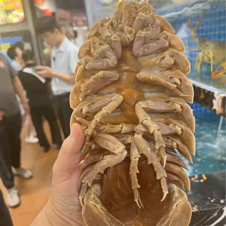 【大王具足虫】2亿年前古老物种，看着恐怖，但真好吃！！