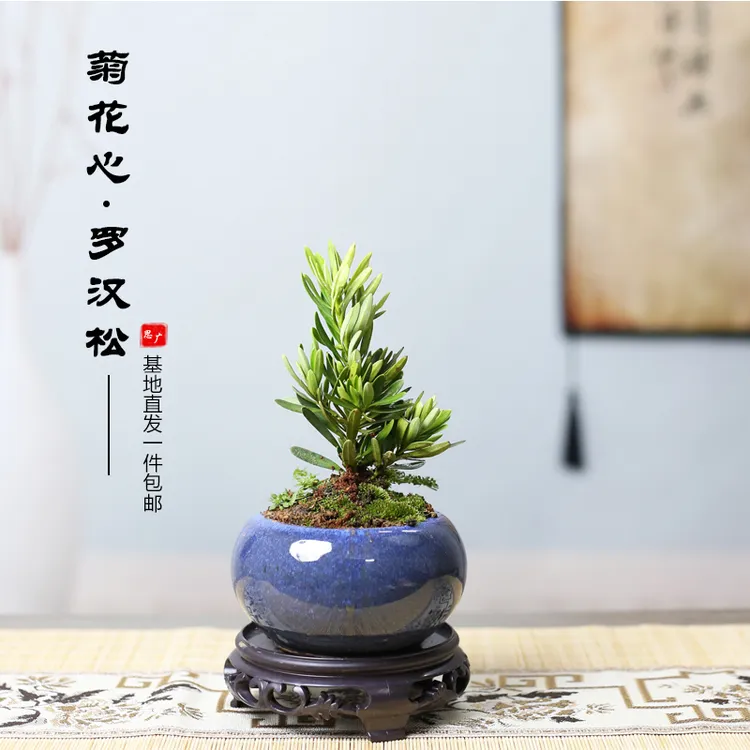 海岛菊花芯罗汉小苗圆盆带底座盆栽阳台桌面室内外造型罗汉松盆景