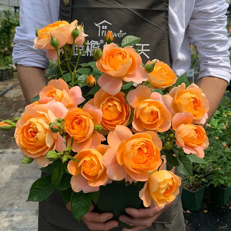 果汁阳台 月季玫瑰 四季开花 多头丰花勤花