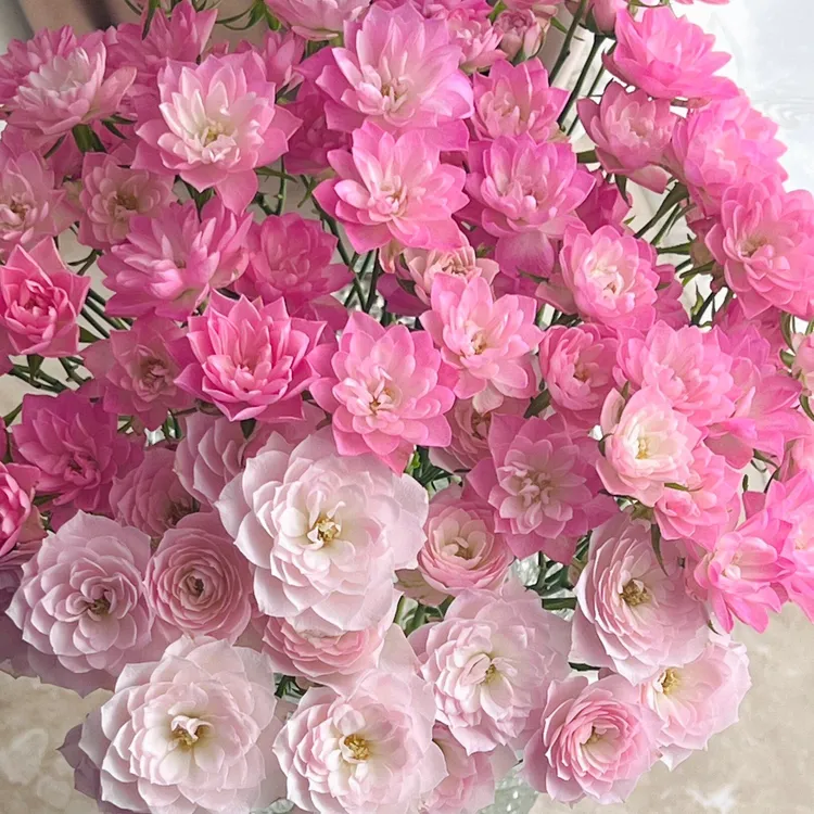 天荷繁星 迷你荷花型微月多头丰花四季开花阳台月季花苗矮小玫瑰