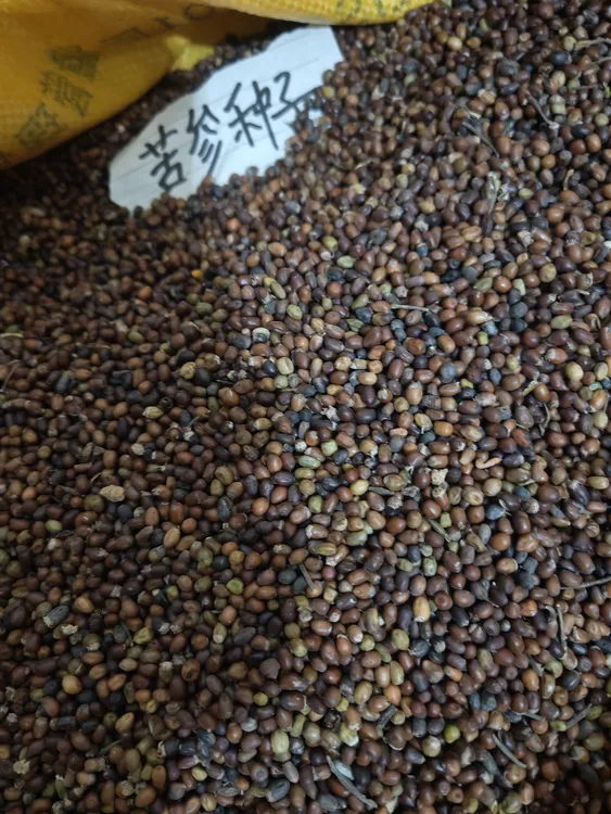 陕西正宗苦参中药材纯新种子新货