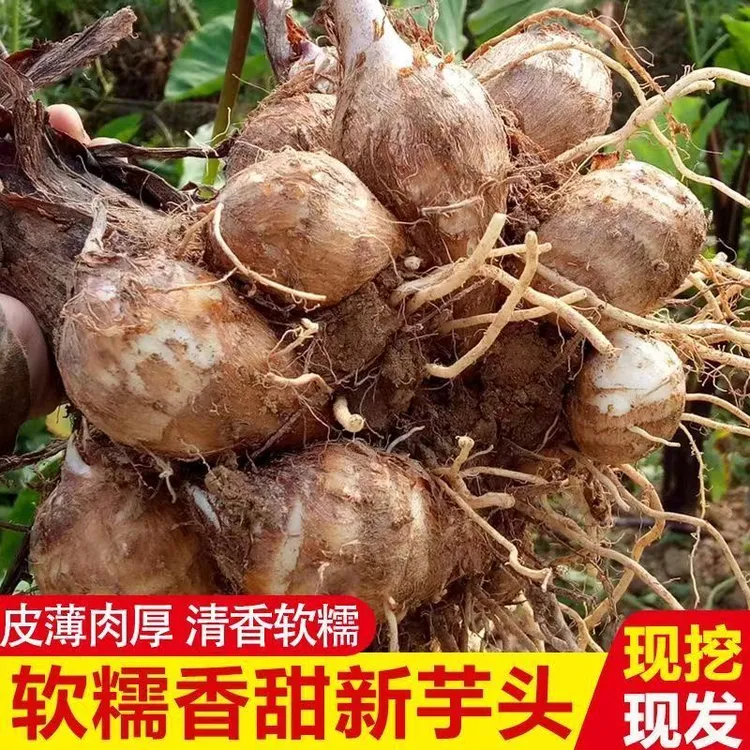 湖北新鲜小芋头毛芋头香芋软粉糯芋艿应季蔬菜包邮