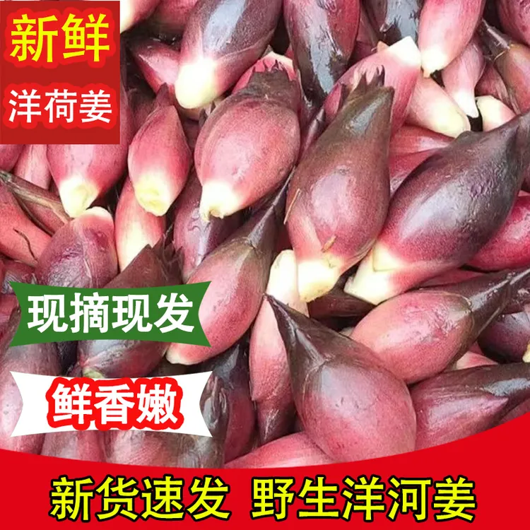 2025阳荷姜新鲜洋荷洋河蘘荷姜野生阳和姜蔬菜阳藿阳荷姜1-5斤