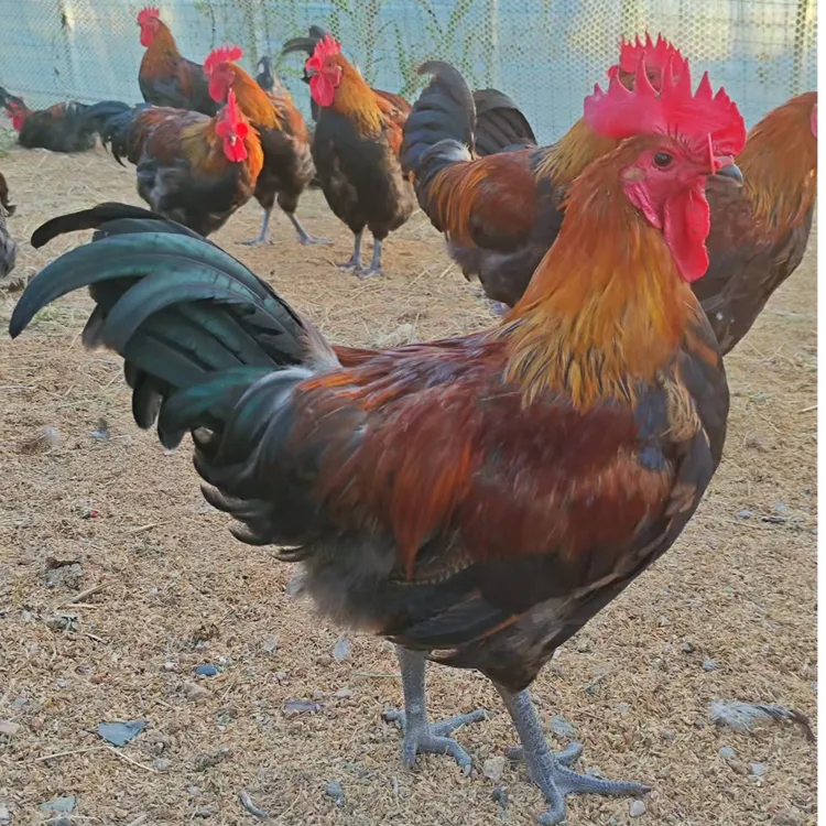 东北溜达鸡 肉嫩味美