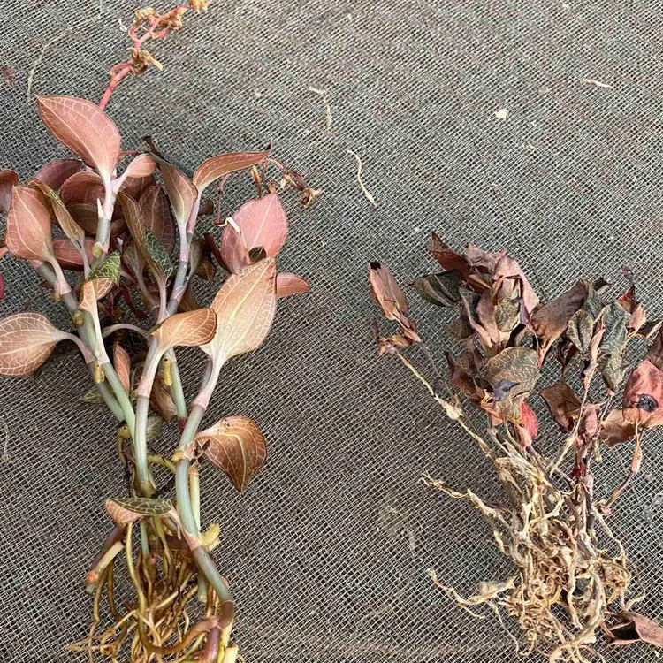 福建金线莲煲佳品50克/500克净重农产品严选