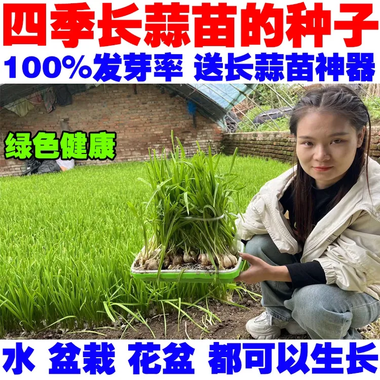 四季大蒜可发蒜苗的大蒜可种可吃的大蒜送育苗器包邮有牙的大蒜