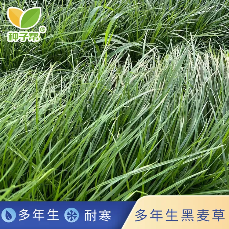 多年生黑麦草种子春秋种植适合高海拔地区温暖凉爽环境生长牧草种