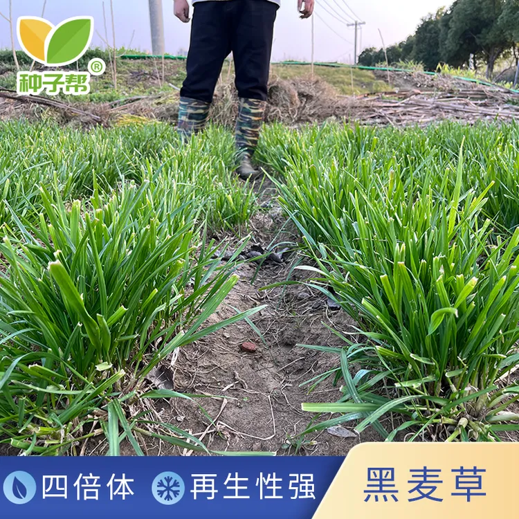 黑麦草种子秋播耐寒生长速度快草质柔嫩多次收割优质牛羊牧草种子