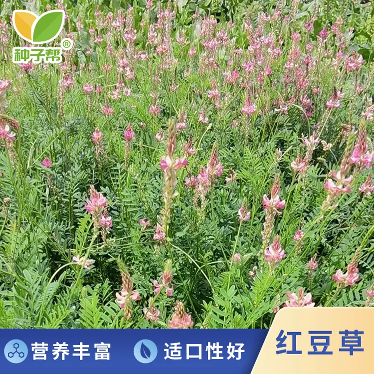 红豆草种子多年生耐寒耐旱春秋播种春季优质高蛋白饲草鲜饲不胀气