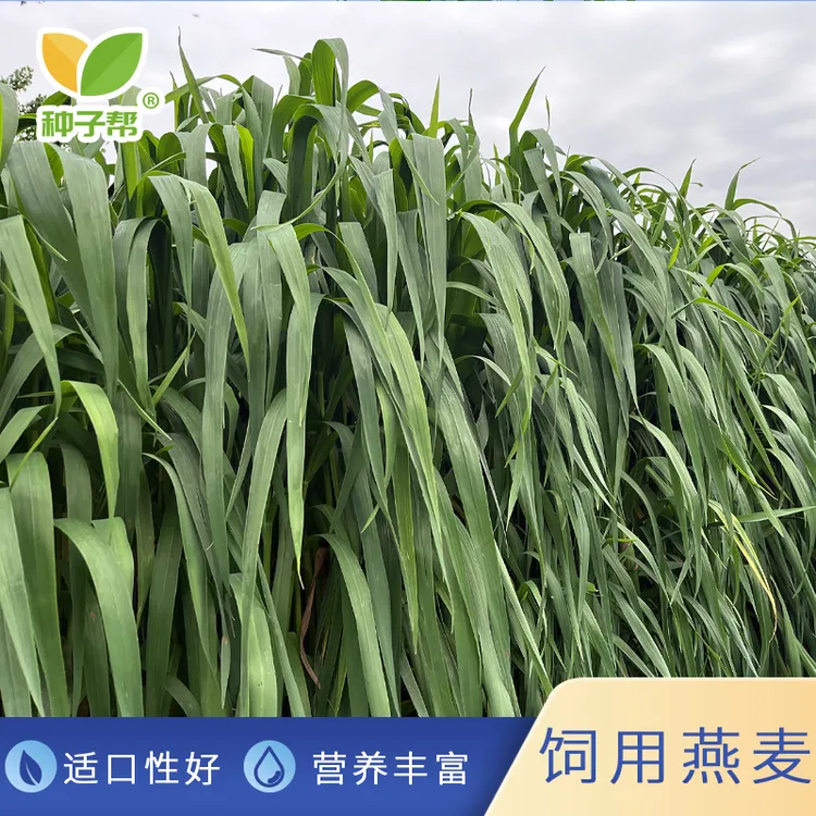 牧草燕麦种子春秋播种优质牛羊草籽柔嫩适口营养丰富耐旱高产收割