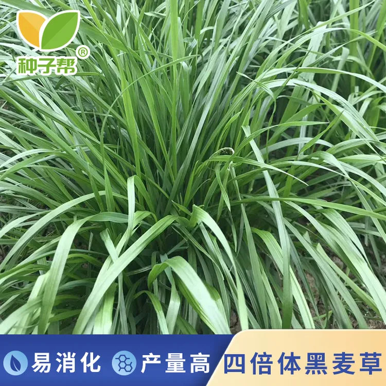 特高四倍体黑麦草种子秋播种植高产宽叶品质柔嫩多汁南方生长牧草
