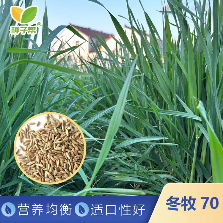 冬牧70小黑麦种子秋播耐寒耐盐碱冬春季节牛羊鲜饲冷季型优质牧草
