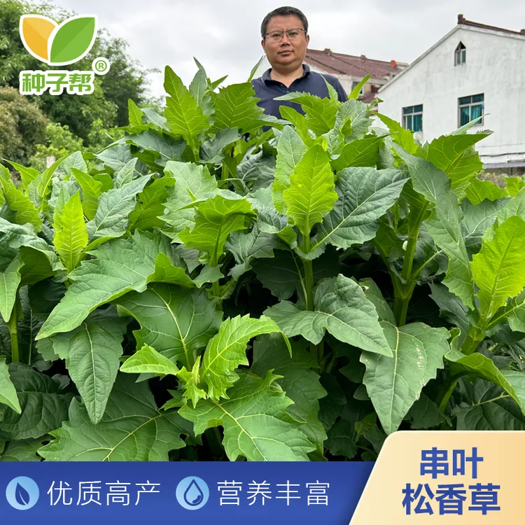 串叶松香草种子金牧粮草二号多年生高产蛋白耐寒抗涝春秋育苗移栽
