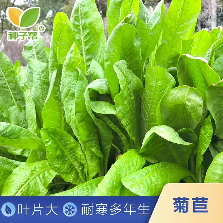 大叶菊苣种子多年生营养均衡阔叶菜四季生长养猪鸡鸭鹅优质牧草种