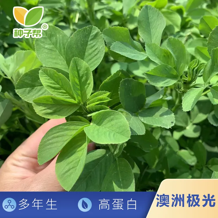 澳洲极光紫花苜蓿种子秦淮以南专用多年生耐热高秋眠优质蛋白牧草