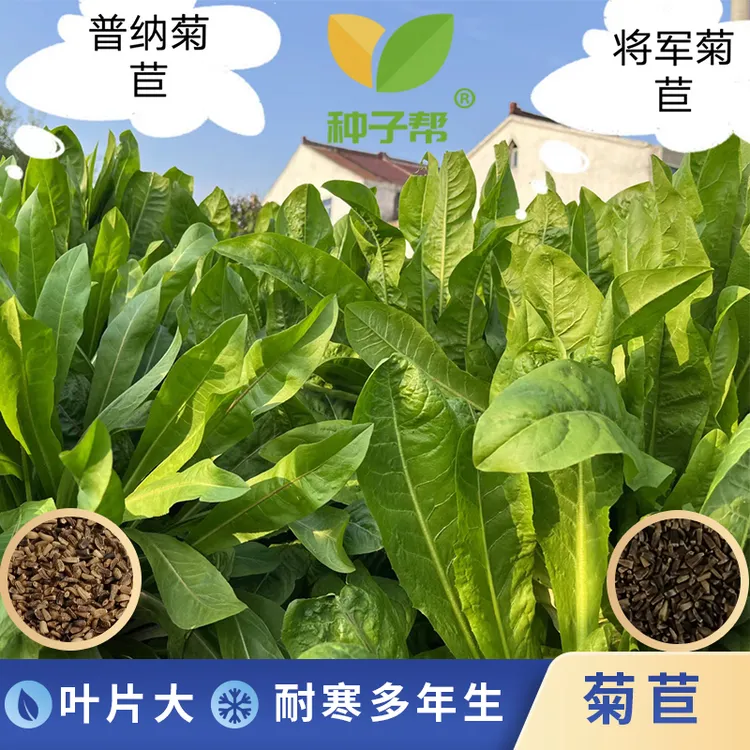 大叶菊苣种子耐旱耐寒秋播多年生营养均衡四季生长易收割优良牧草