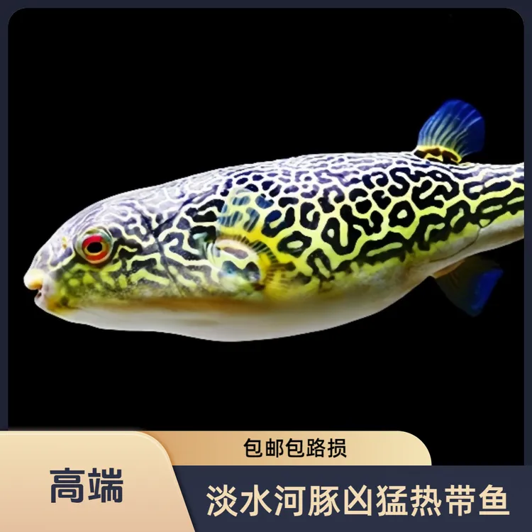 非洲皇冠斑马狗头鱼成体20-25CM狗头鱼淡水河豚凶猛热带鱼观赏鱼