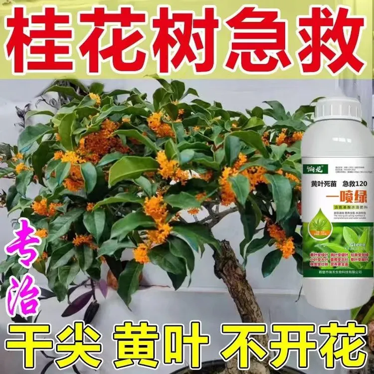 【常绿不败】桂花专用肥营养液防黄促苗促发芽促开花一喷绿叶面肥