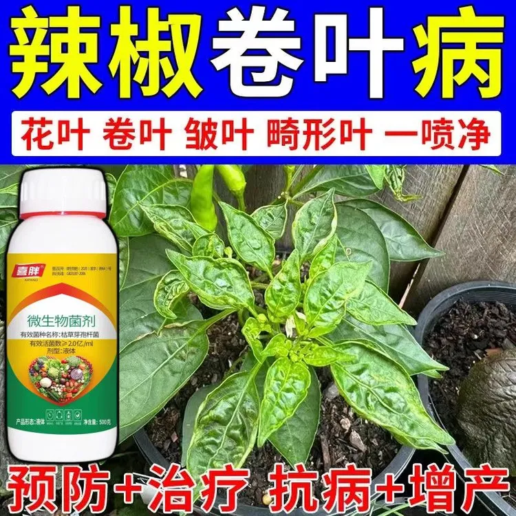 辣椒专用药卷叶黄叶炭疽农用生物菌剂辣椒病克星全治