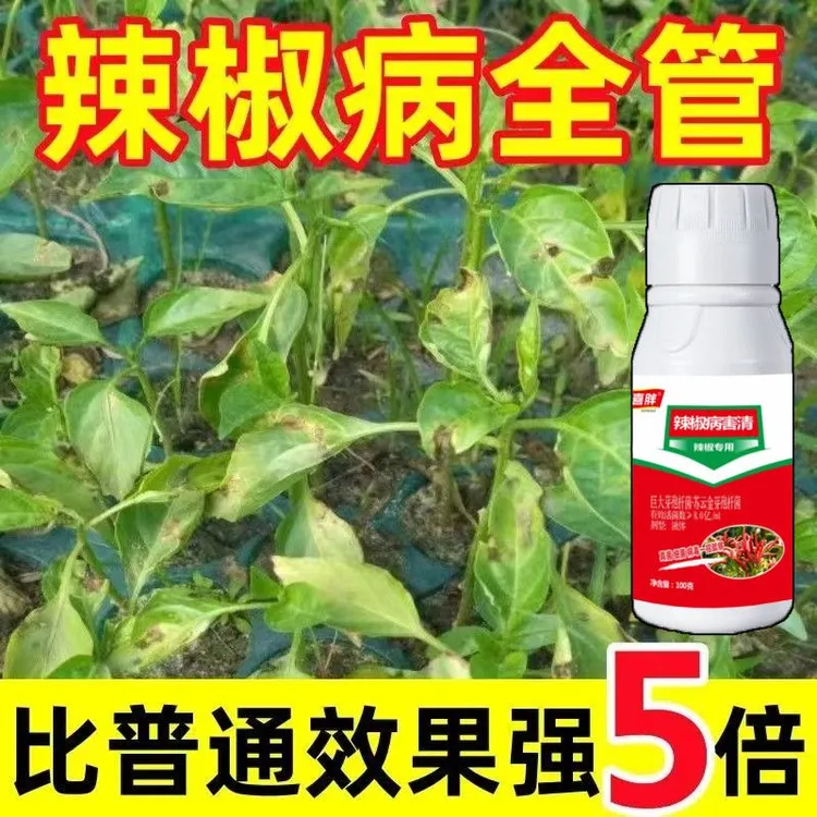 辣椒病毒病专用药卷叶病药黄叶炭疽农用抗病剂病毒克星辣椒病全治
