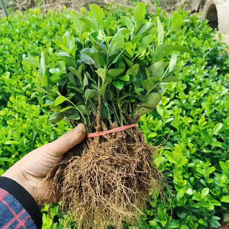 胶东小叶卫矛苗扦插幼苗绿化种植苗木北方绿篱工程用苗四季常青