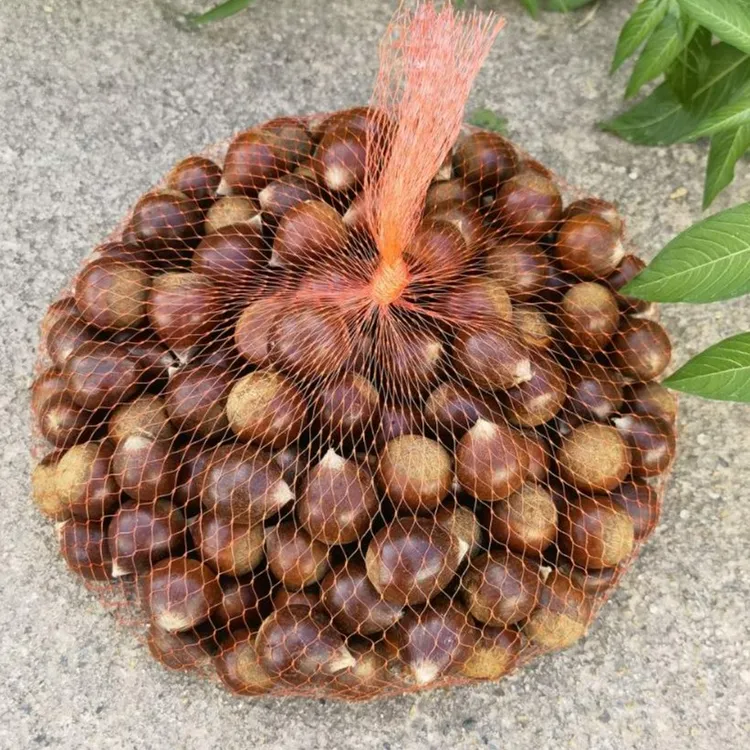 【锥栗】 福建建瓯锥栗 高山锥栗 粉糯香甜 现摘现发1斤/3斤/5斤