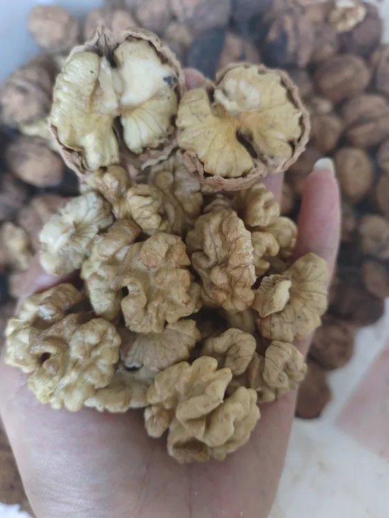 云南无量山百年老树核桃自然成熟落下，新鲜发货无硫磺不洗不染色
