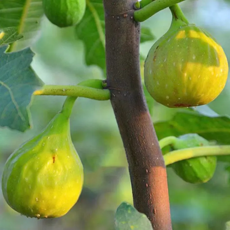 顺丰新鲜芭劳奈青皮无花果绿皮五花果现摘现发当季新鲜当季水果