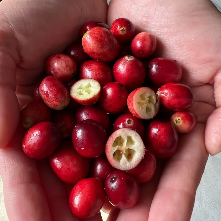 虎果林海2025年鲜果.蔓越莓鲜果500g(480+20运损)