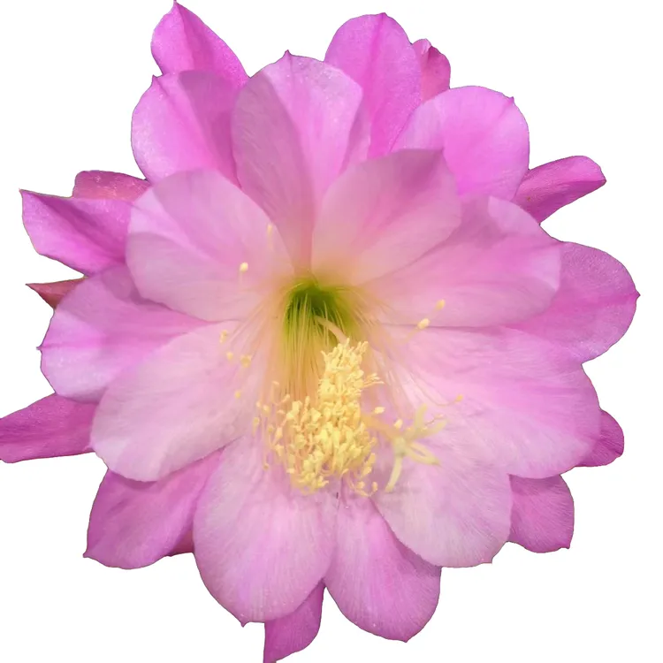 令箭荷花苗夏季阳台庭院栽培养护生长快美观防辐射基地浓根苗