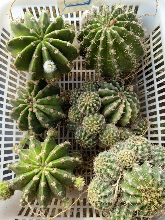 彩草8个8色以上开花带根球易养护防辐射阳台高档盆栽植物